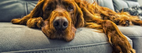 Sparen Sie bis zu 27% beim Kauf von Hundefutter