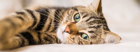 Bis zu 46% Ermäßigung auf Katzenfutter entdecken
