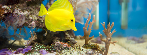 Sparen Sie bis zu 43% beim Kauf von Fischfutter