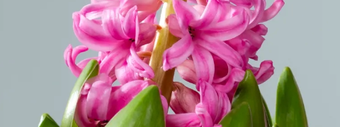 Erwerben Sie Hyazinthen und fangen Sie den Frühling ein