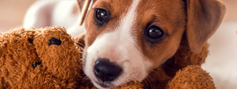 Probieraktion bei zooplus: Rabatt auf Hundefutter und Snacks