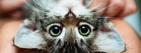 Katzenfutter-Rabattaktion bei zooplus: Sparen Sie bis zu 7€!