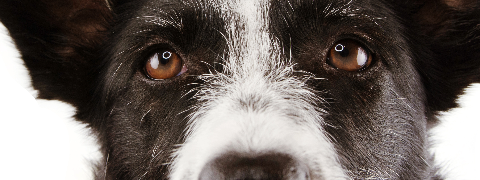 zooplus Outlet: Bis zu 25% Rabatt auf Hundeprodukte