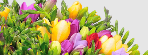 15% Blume Ideal Gutschein auf fast alle Blumen