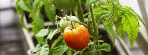 Bis zu 20% BALDUR Garten Rabatt auf Gemüse- & Kräuterpflanzen