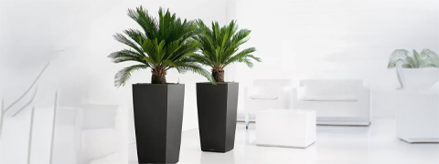 64% Rabatt auf 2x Japanischen Palmfarn inkl. Versand bei Groupon