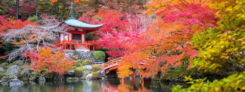 69% Rabatt auf 4er-Set Japanische Ahorne bei Groupon